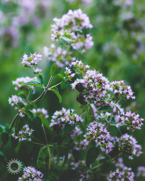 MEADOW MINT