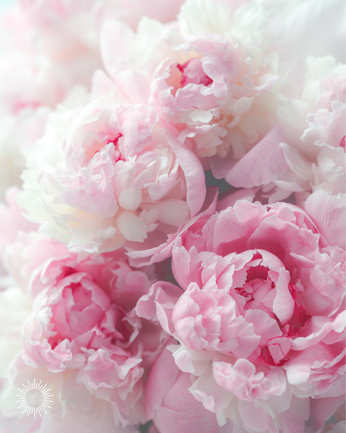 PINK PEPPER + PEONY BLUSH