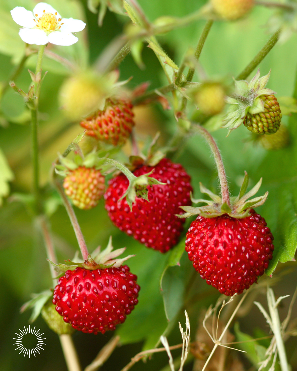 WILD STRAWBERRY